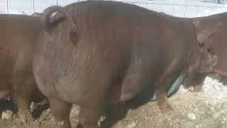 Checking out a group of gilts in a Swedish group farrowing system.