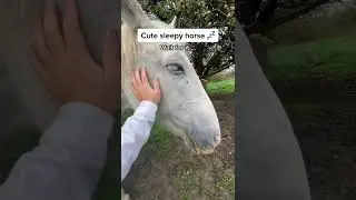 HOW CUTE IS THAT HORSE 😍 #shorts