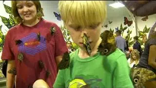 Lauren Casey Explores The Fair&rsquo;s Butterfly House