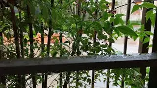 Rain in a downspout ASMR with ambient urban sounds