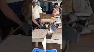 basa fillet cutting