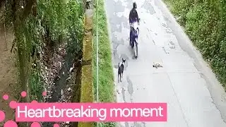Dog Desperately Tries to Revive Friend Hit in Collision