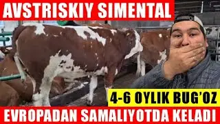 SIMENTALNI ORGINALI, 4-6-OYGACHA BUG&rsquo;OZLARI,O&rsquo;TA CHIROYI NARXLARDA