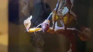 Spiny Leaf Insect shedding her skin