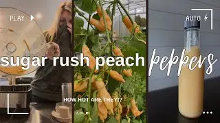 How hot is a Sugar Rush Peach Pepper?