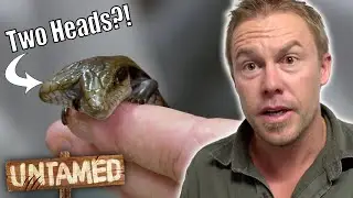 У этой ящерицы две головы! Как это возможно? 🦎 | Клипы &laquo;Неукротимый&raquo; | Тим Фолкнер | Неукротимый