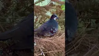 The Luzon Bleeding Heart dove on eggs again 🤩🤞
