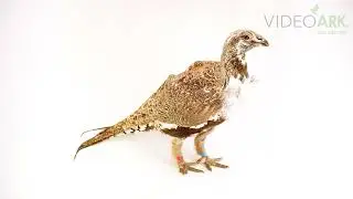 A male greater sage grouse (Centrocercus urophasianus) named Clifford