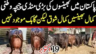 Chichawatni Mandi 2025 | Heavy Buffaloes For Sale | Malumor Janwar Mandi