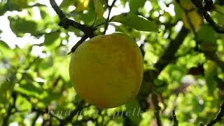 In einem kleinen Apfel - Volkslied - Kinderlied - Instrumental