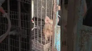 #юмор #озвучка #дрессировка #music #cat #dance #funny #comedy #remix #animals
