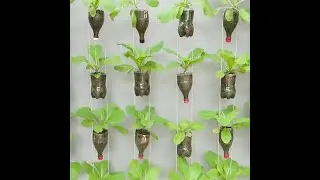 Unique Vegetable Growing Tips | Amazing World