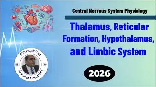 Thalamus, Reticular Formation, Hypothalamus & Limbic System Physio (1-2026) by Dr Khaled A Abulfadle