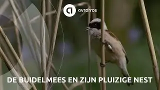 Wild in Nederland: de buidelmees en zijn pluizige nest