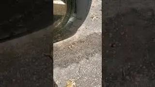 Worlds best wheel cleaner? Dark fury (Rage) by superior products