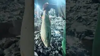 Mushka fish #fish #millionsviews #mushka