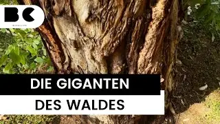 Das sind die &auml;ltesten B&auml;ume der Welt