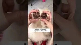 Всегда мойте лапы собаки после прогулки. 🐾