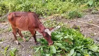 Exploring Real Village Life | Hidden Rural Beauty | Village Life 