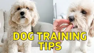 KYRA SUNDANCE DOG TRAINING I 101 DOG TRICKS BOOK