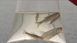 Minnesota Fishing Opener Now Just One Day Away