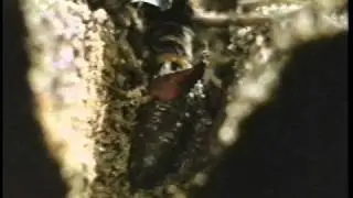 Secrets of the Pine Barrens: Buck Moth