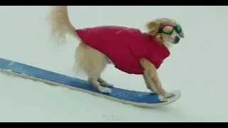 Amazon Rufus Rips TV Commercial