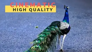 Cinematic Chase of a Beautiful Peacock || High Quality Birds Videos