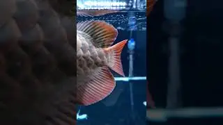 Tanning Arwana Super Red Background Hitam, Sudah Jelas Ringnya #arwana #arowana #shorts