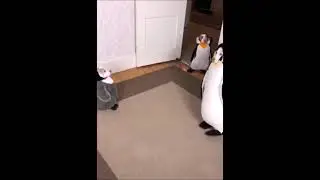 dogs with penguin costume