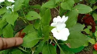 Chinese Flower#Garden# My gardening plant# gardening #