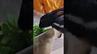 🧿❤️🐇❤️ #rabbit #youtubeshorts #shortvideo #cute #fyp #trending #like #shorts #ytshorts