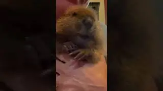 Grumpy baby beaver vocals  #cuteanimals #beavers #wildliferehab #wildliferescue #babybeaver