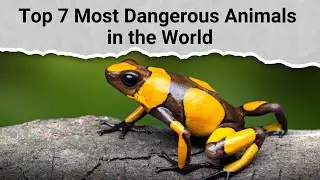 Top 7 Most Dangerous Animals in the World | Face to Face with the 7 Deadliest Animals on the Planet!