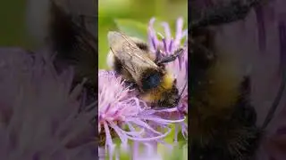 Unveiling the Honey Making Magic of Bees!