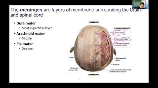 Ch15a The Brain (slides 1-15) - Meninges and Ventricles