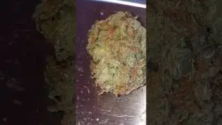 AMNESIA HAZE UK GROWN 1 GRAM &pound;10