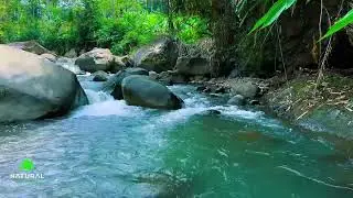 Soothing River Stream ASMR to Help You Sleep, Study, and Relax | Gentle Natural Water Ambience