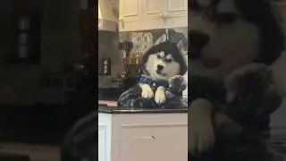 Husky Expectations / Reality🤣 Husky are the Queens of Drama | Huskies are pro at saying NO #husky