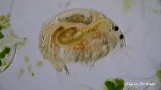Water flea of family Chydoridae