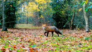 Autumn Woods - Trail Camera Footage 2020