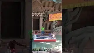 Amazing Monkey show with different funny activities 