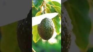 😋 Fresh avocado 🥑 knife 🔪 cutting ASMR satisfying #asmr #relaxing #satisfying