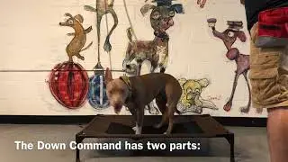 Max, a high energy pitbull learns the down command