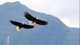 Wild Alaskan Explorer - John Hall's Alaska