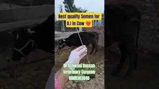 💥HF Semen for Cow🎊💯 #estrus  #artificialinsemination #viralshorts #veterinary #cow #india #jammu