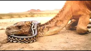 Giant Python Coils Around Camel's Head#ai#GPT#sora#kling#openai#story