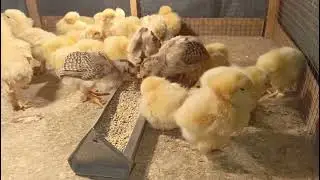 Aj Bht Sary Golden Buff Or Aseel k Chicks agy Hmary pas/#goldenbuff #aseellovers