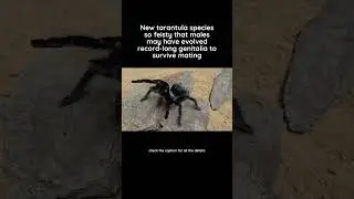 Newly discovered tarantulas possess the longest reproductive appendages among their kind