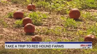 Corn maze, pumpkin patch opening at Red Hound Farms in Davidson County this weekend